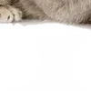 Sticker 🙄 : ̗̀➛🐈Ｋｉｔｔｅｎｓ @Terrible1Jack @TgEmodziBot