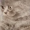 Sticker 😙 : ̗̀➛🐈Ｋｉｔｔｅｎｓ @Terrible1Jack @TgEmodziBot