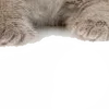 Sticker 😑 : ̗̀➛🐈Ｋｉｔｔｅｎｓ @Terrible1Jack @TgEmodziBot