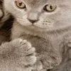 Sticker 🤩 : ̗̀➛🐈Ｋｉｔｔｅｎｓ @Terrible1Jack @TgEmodziBot
