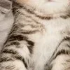 Sticker 🙂 : ̗̀➛🐈Ｋｉｔｔｅｎｓ @Terrible1Jack @TgEmodziBot