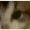 Video sticker 🤣 : ̗̀➛🐈Ｋ�...
