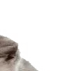 Sticker 😘 : ̗̀➛🐈Ｋｉｔｔｅｎｓ @Terrible1Jack @TgEmodziBot
