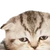 Sticker 😋 : ̗̀➛🐈Ｋｉｔｔｅｎｓ @Terrible1Jack @TgEmodziBot