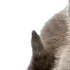 Sticker 😗 : ̗̀➛🐈Ｋｉｔｔｅｎｓ @Terrible1Jack @TgEmodziBot