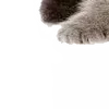 Sticker 🤨 : ̗̀➛🐈Ｋｉｔｔｅｎｓ @Terrible1Jack @TgEmodziBot