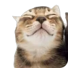 Sticker 🤩 : ̗̀➛🐈Ｋｉｔｔｅｎｓ @Terrible1Jack @TgEmodziBot