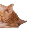 Sticker 😉 : ̗̀➛🐈Ｋｉｔｔｅｎｓ @Terrible1Jack @TgEmodziBot