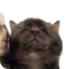 Sticker 🤩 : ̗̀➛🐈Ｋｉｔｔｅｎｓ @Terrible1Jack @TgEmodziBot