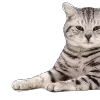 Sticker 😅 : ̗̀➛🐈Ｋｉｔｔｅｎｓ @Terrible1Jack @TgEmodziBot
