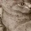 Sticker 🤗 : ̗̀➛🐈Ｋｉｔｔｅｎｓ @Terrible1Jack @TgEmodziBot