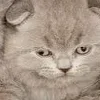 Sticker 😚 : ̗̀➛🐈Ｋｉｔｔｅｎｓ @Terrible1Jack @TgEmodziBot