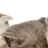 Sticker 😎 : ̗̀➛🐈Ｋｉｔｔｅｎｓ @Terrible1Jack @TgEmodziBot