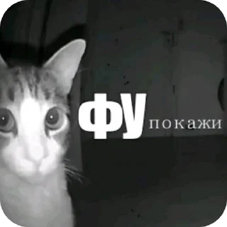 Video sticker 🐱 Курапаточки