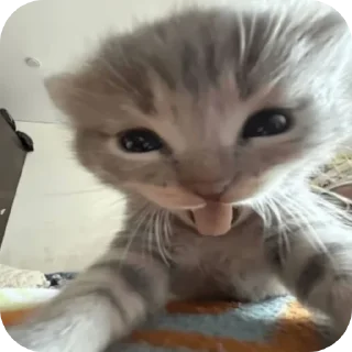 Telegram sticker 🐱 Курапаточки