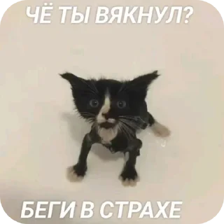 Telegram sticker 🐱 Курапаточки
