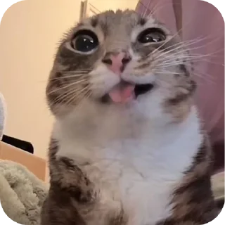 Telegram sticker 🐱 Курапаточки