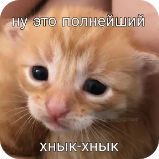 Video sticker 🐱 Курапаточки