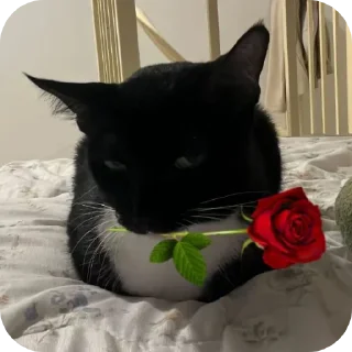 Telegram sticker 🐱 Курапаточки