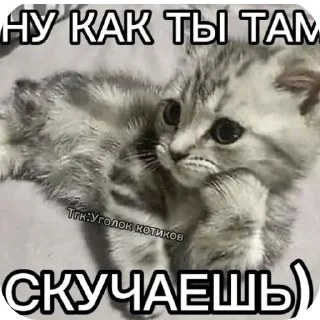Telegram sticker 🐱 Курапаточки