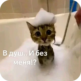 Telegram sticker 🐱 Курапаточки