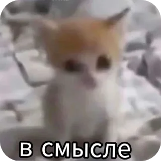 Video sticker 🐱 Курапаточки