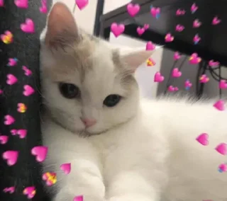 Telegram sticker 🥰 @Ripfares