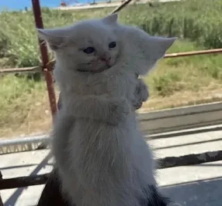 Telegram sticker 🫂 всегда котик :: @fStikBot