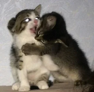 Sticker 😳 всегда котик :: @fStikBot