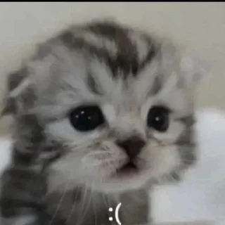 Telegram sticker 😔 всегда котик :: @fStikBot