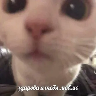 Telegram sticker ❤️ всегда котик :: @fStikBot