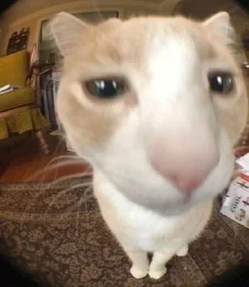 Telegram sticker 🤓 всегда котик :: @fStikBot