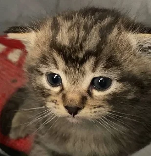Video sticker ☹️ всегда котик :: @fStikBot