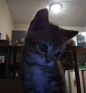 Video sticker 🥲 всегда котик :: @fStikBot