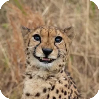 Telegram stiker 🦁 Compilado01 :: @fStikBot