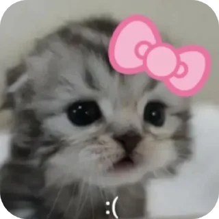 Telegram sticker 🐱 Meoww