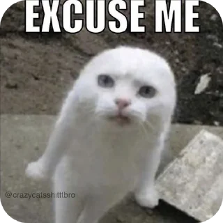 Video sticker 🐱 Meoww