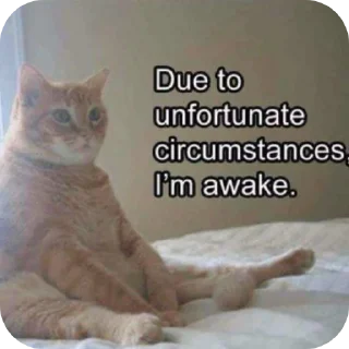 Telegram sticker 🐱 Meoww