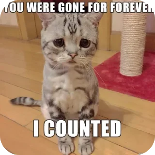 Telegram sticker 🐱 Meoww