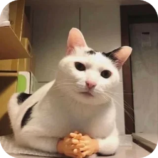 Video sticker 🐱 Meoww