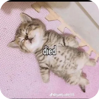 Telegram sticker 🐱 Meoww