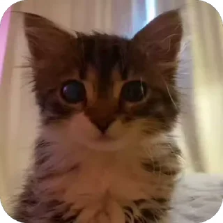 Video sticker 🐈 by @zoverin