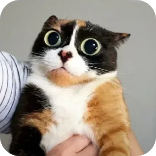 Telegram stiker 🫣 tg -> @stcksound