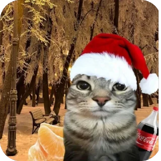 Video sticker 🔥 Zazu кот :: @fStikBot