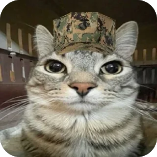 Telegram sticker 🔥 Zazu кот :: @fStikBot