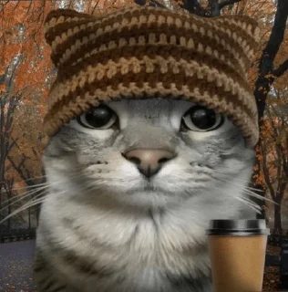 Sticker 🌟 Zazu кот :: @fStikBot