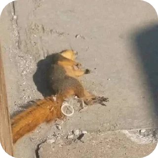 Telegram sticker 🐞 Uuyyhp stker collection V1