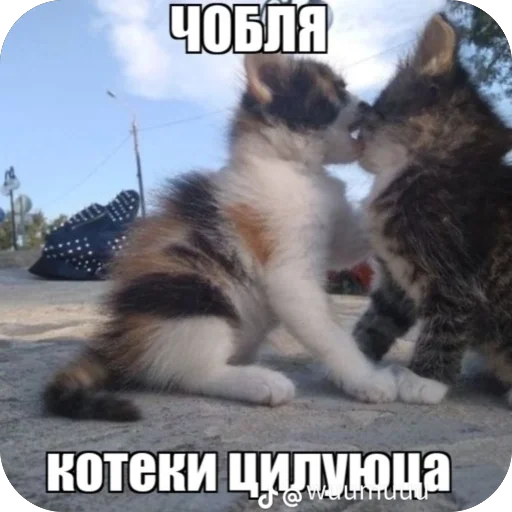 Telegram sticker 🫥 Ппч