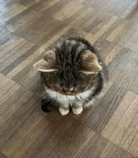 Telegram sticker ☹️ @sannnyyyyys