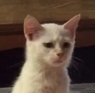 Video sticker 😢 котики @meowmeowmeowmeowmwo :: @fStikBot
